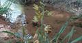 Epipactis veratrifolia